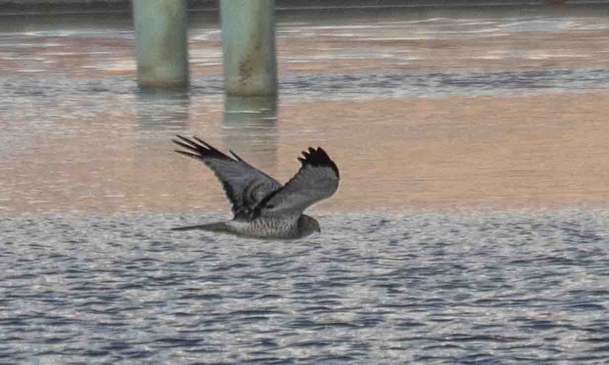 Northern Harrier - ML644141446