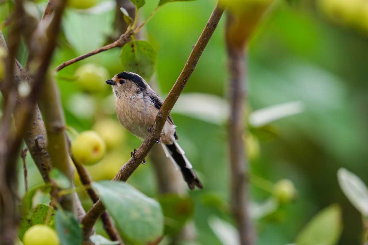 Silver-throated Tit - ML644141449