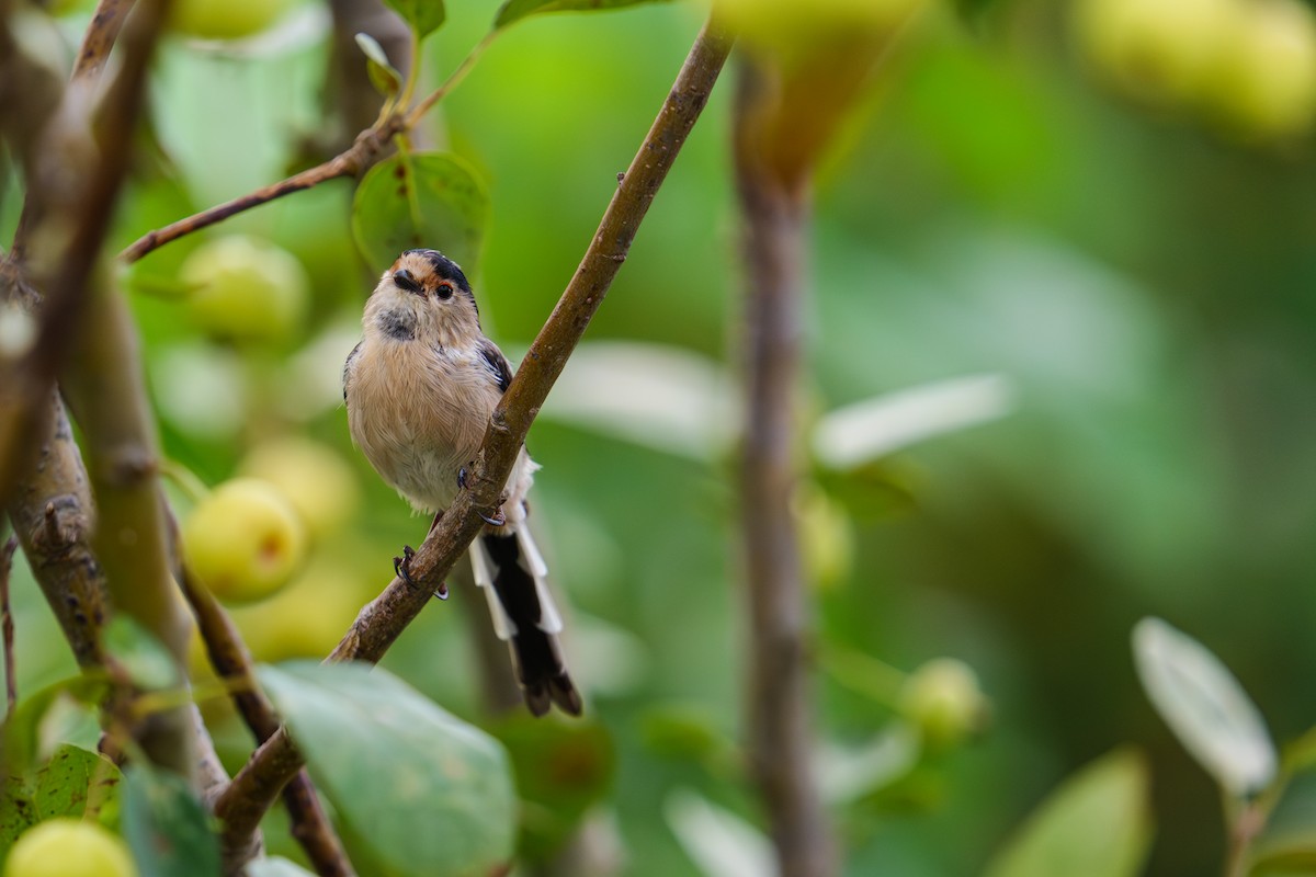 Silver-throated Tit - ML644141450