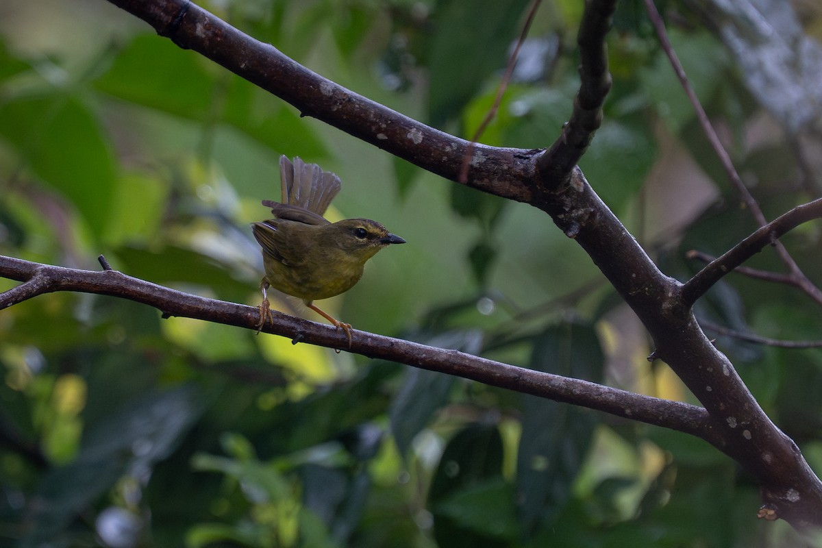 Двухполосый певун - ML644141451