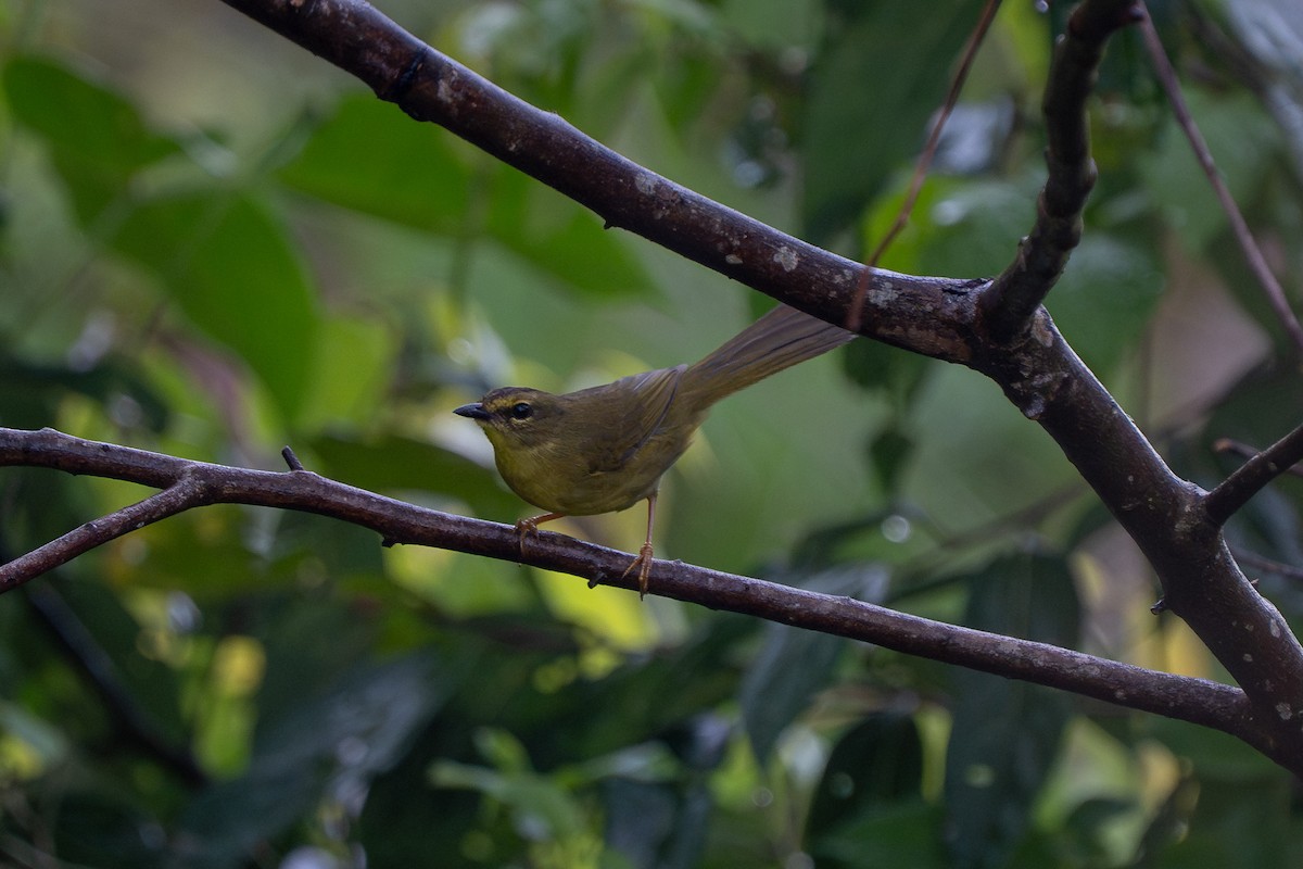 Двухполосый певун - ML644141452