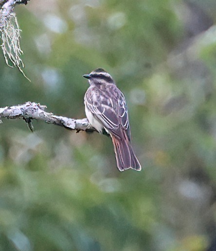 Variegated Flycatcher - ML644141454