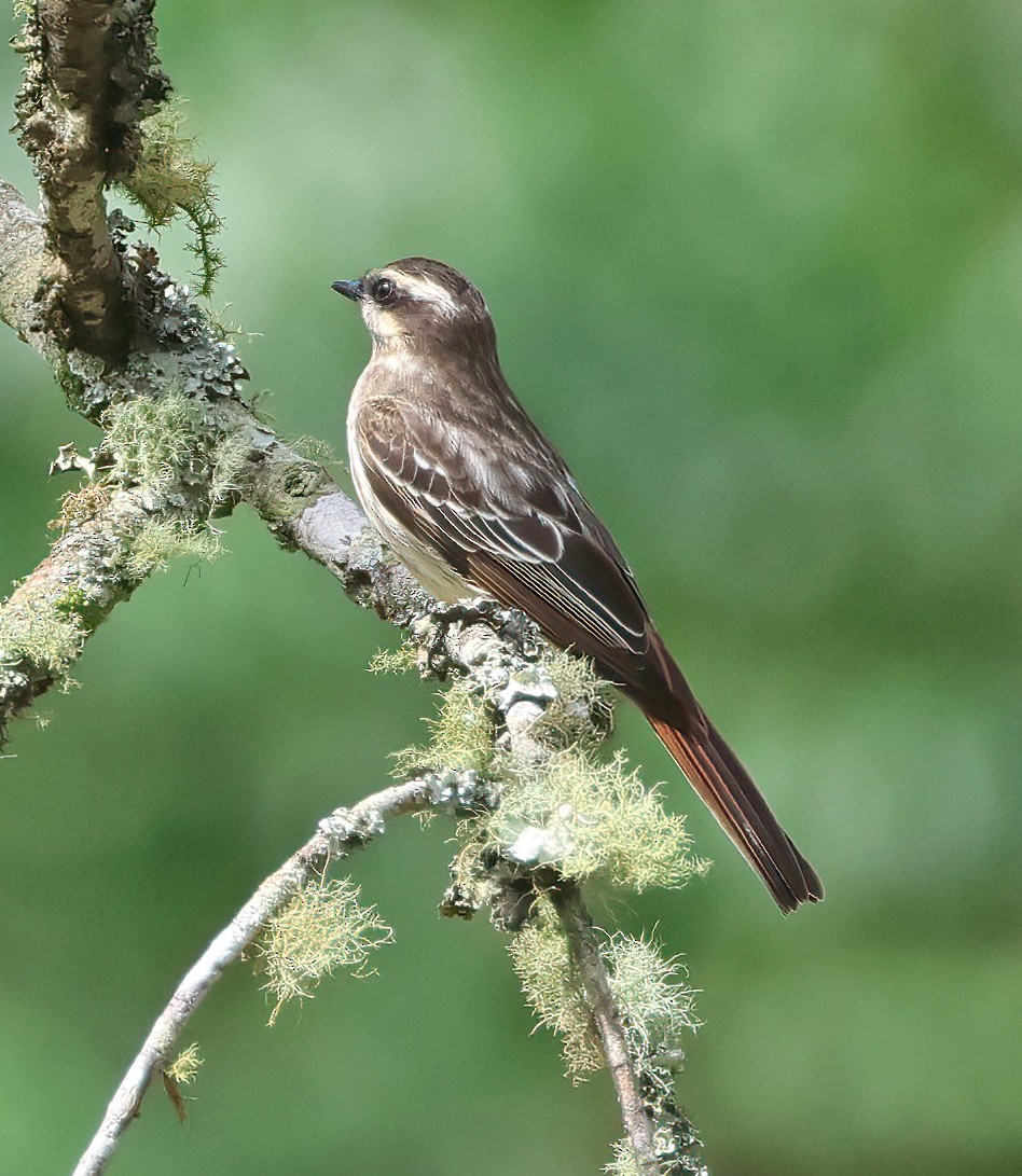 Variegated Flycatcher - ML644141455