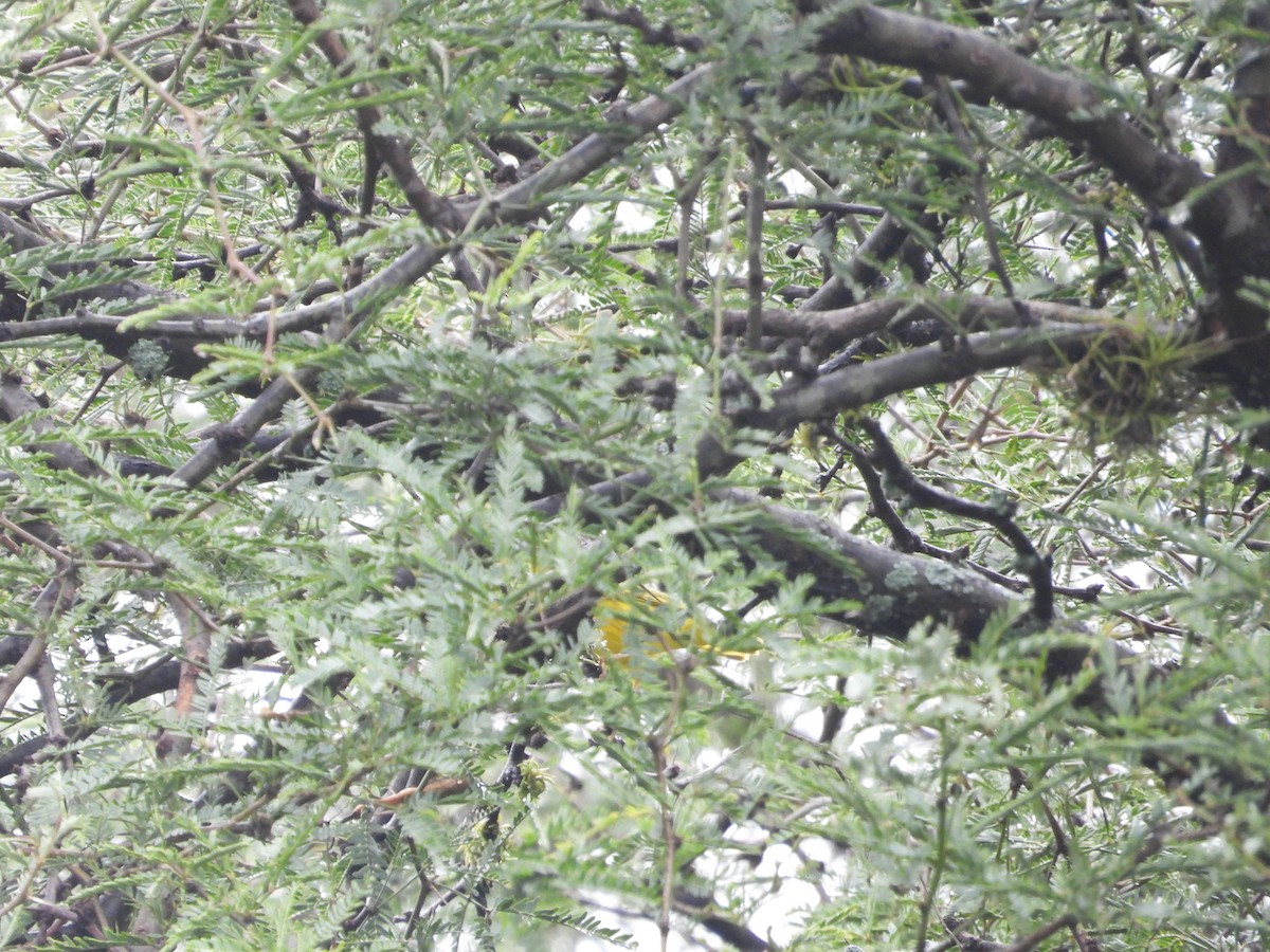 Yellow Warbler (Northern) - ML644141460