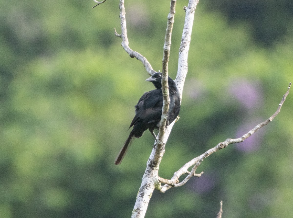 Melodious Blackbird - ML644141466