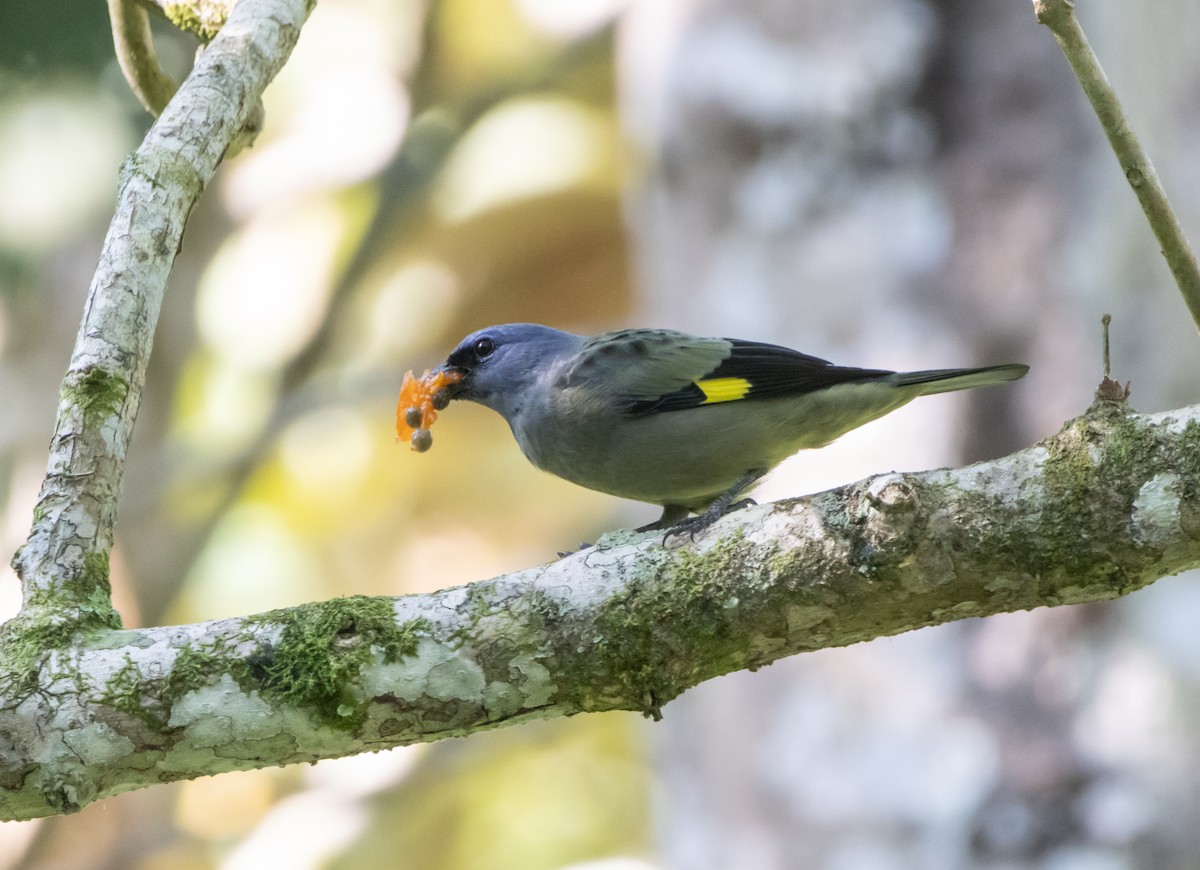Yellow-winged Tanager - ML644141477