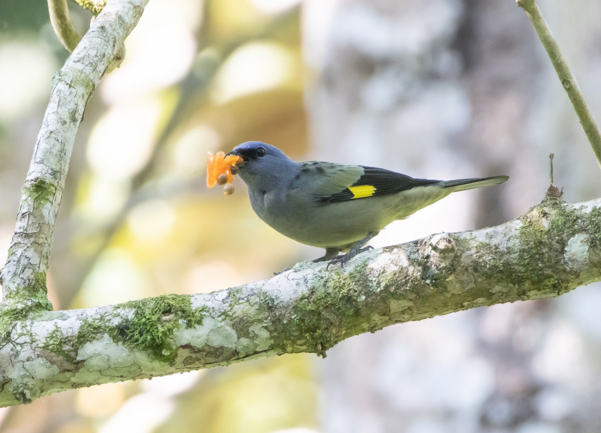Yellow-winged Tanager - ML644141478