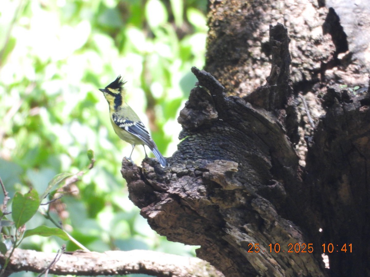 Himalayan Black-lored Tit - ML644141490