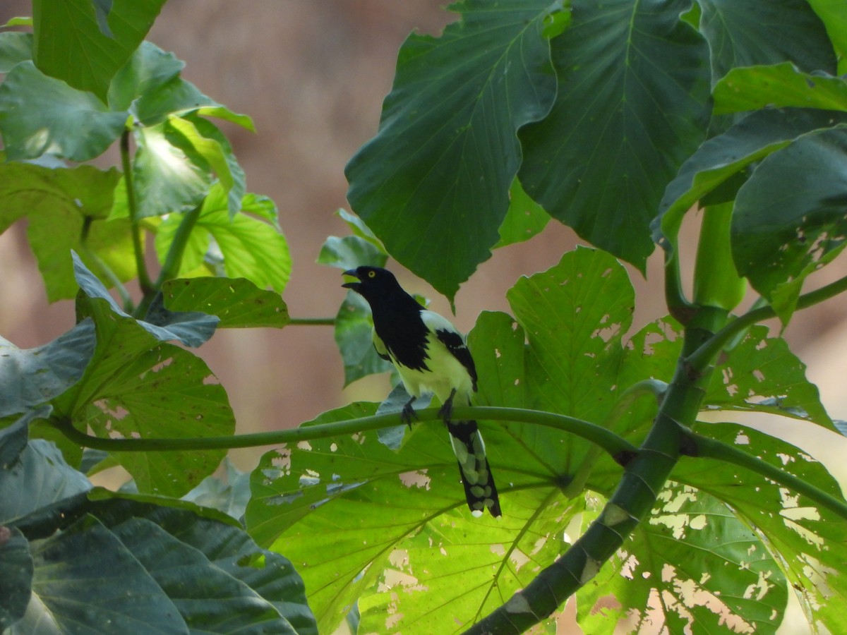 Magpie Tanager - ML644141495