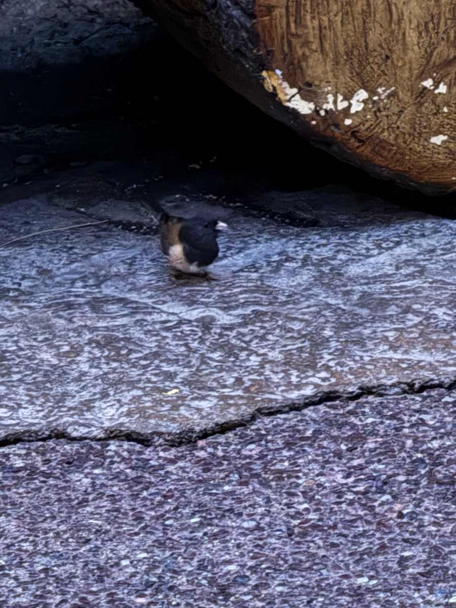 Dark-eyed Junco - ML644141498