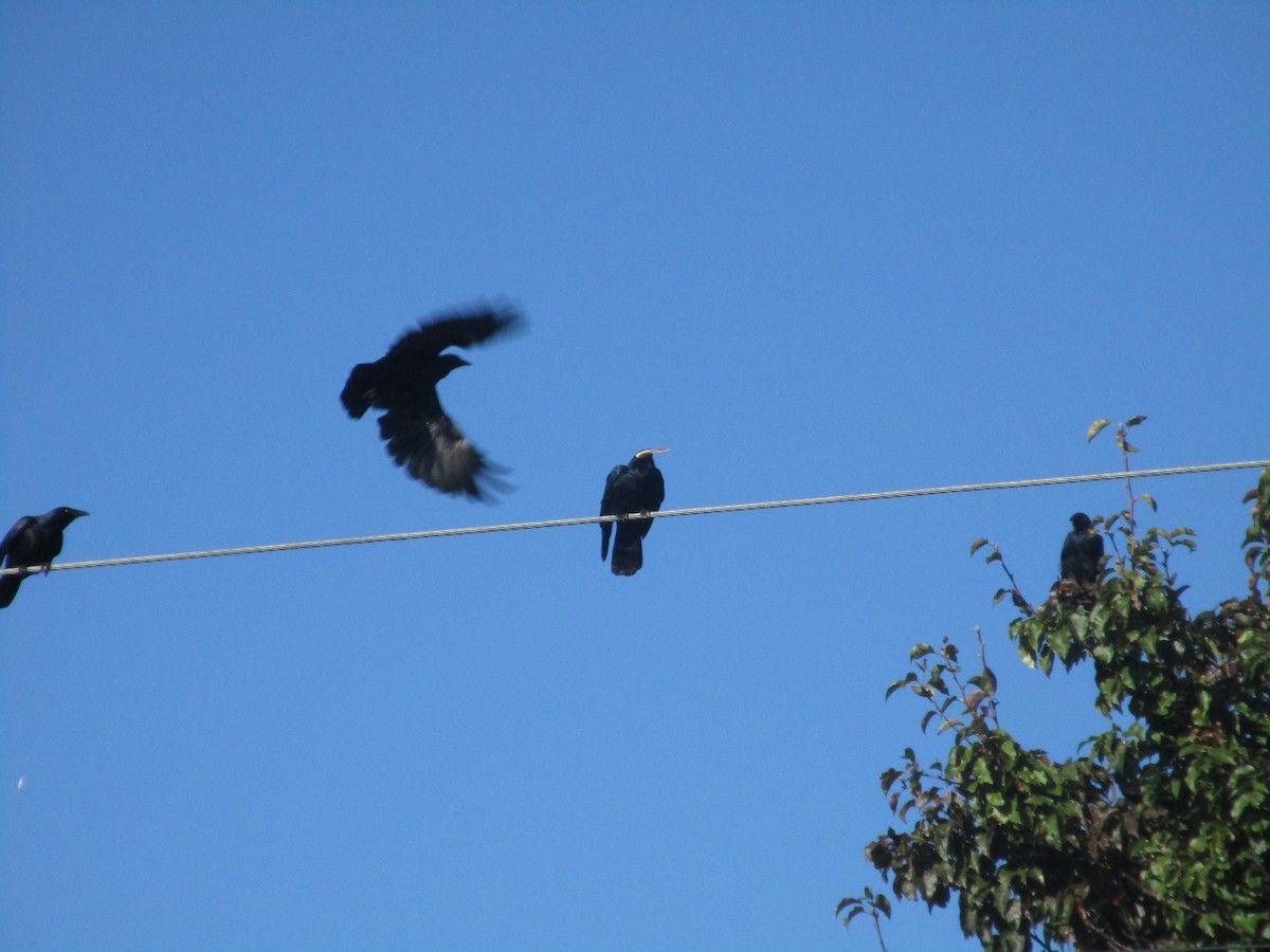 American/Fish Crow - ML644141505