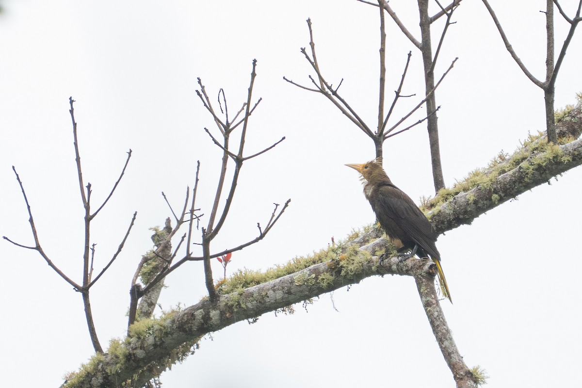 Russet-backed Oropendola - ML644141512