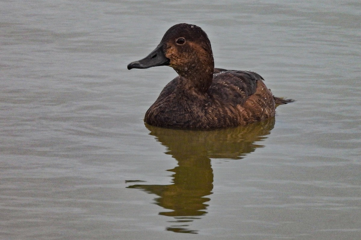 Redhead - ML644141520