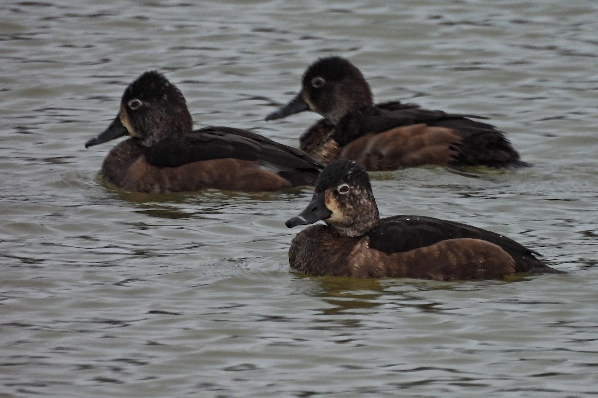Ring-necked Duck - ML644141524