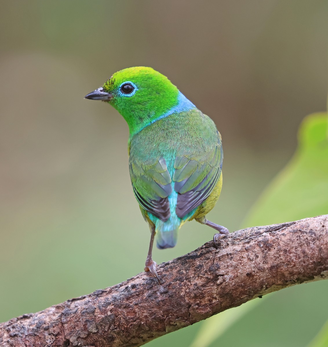 ミドリフウキンチョウ - ML644141532