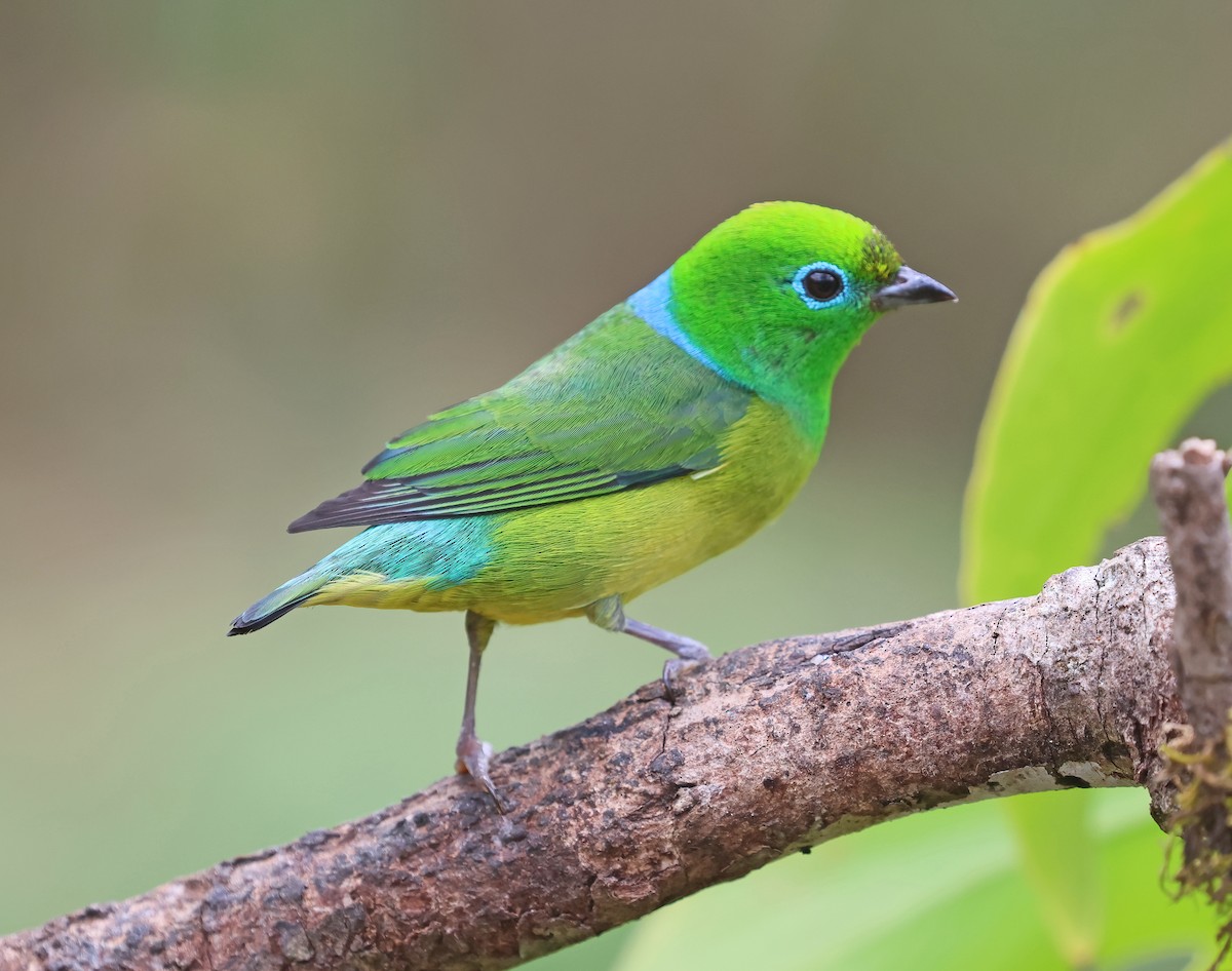 ミドリフウキンチョウ - ML644141533