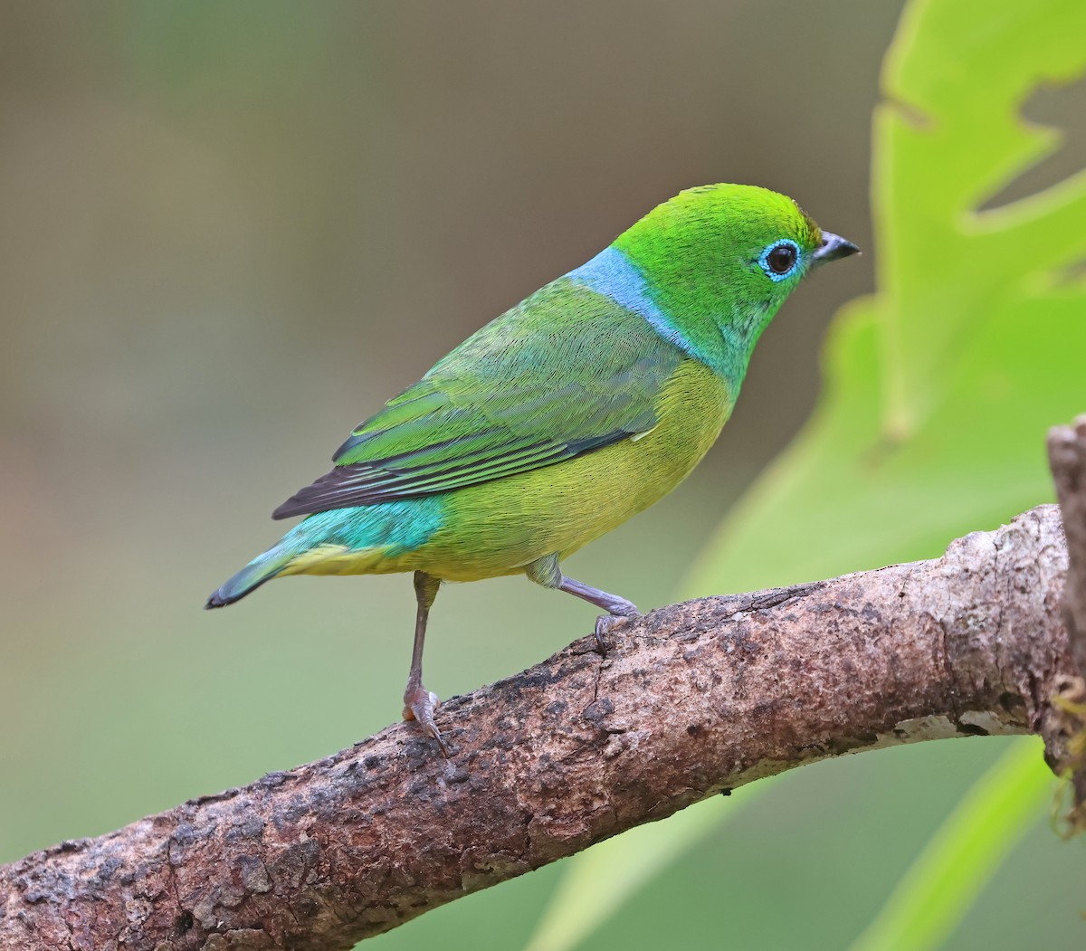 ミドリフウキンチョウ - ML644141534