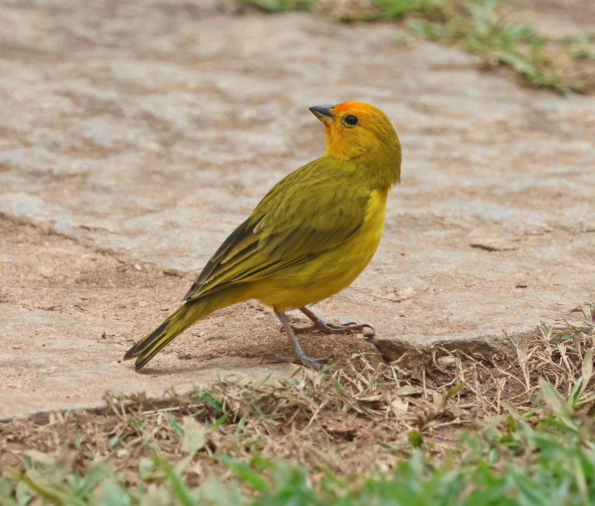 Saffron Finch - ML644141535