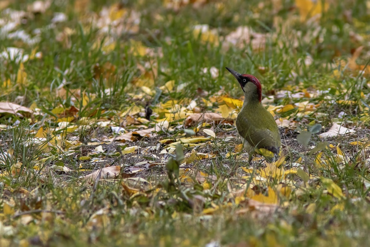 Eurasian Green Woodpecker - ML644141536