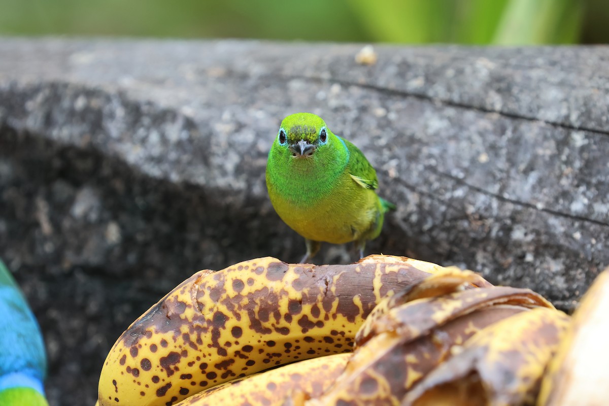 ミドリフウキンチョウ - ML644141538