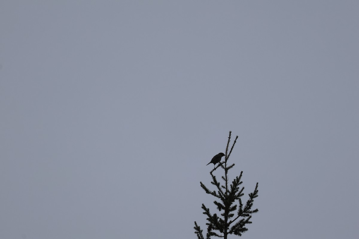 Pine Grosbeak - ML644141541