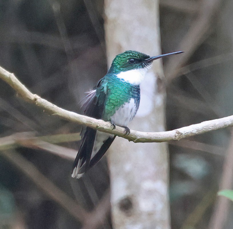 White-throated Hummingbird - ML644141549