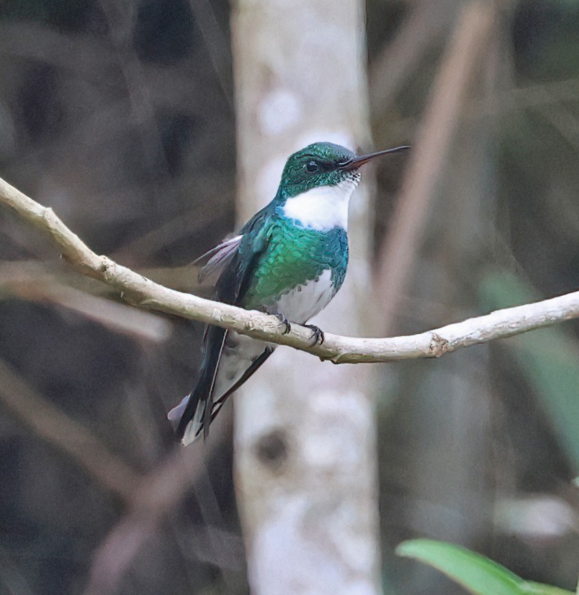White-throated Hummingbird - ML644141550