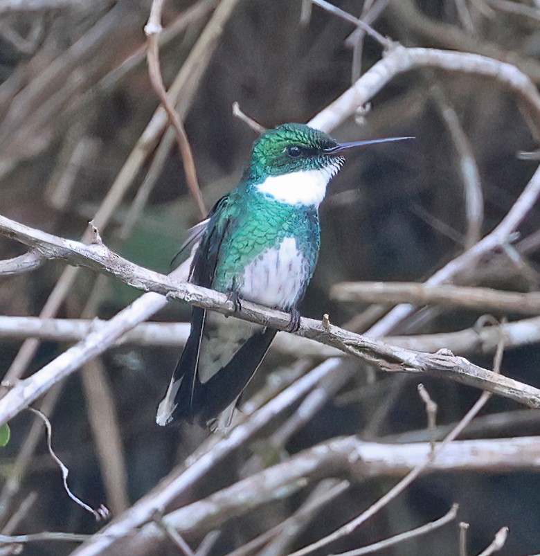 White-throated Hummingbird - ML644141551