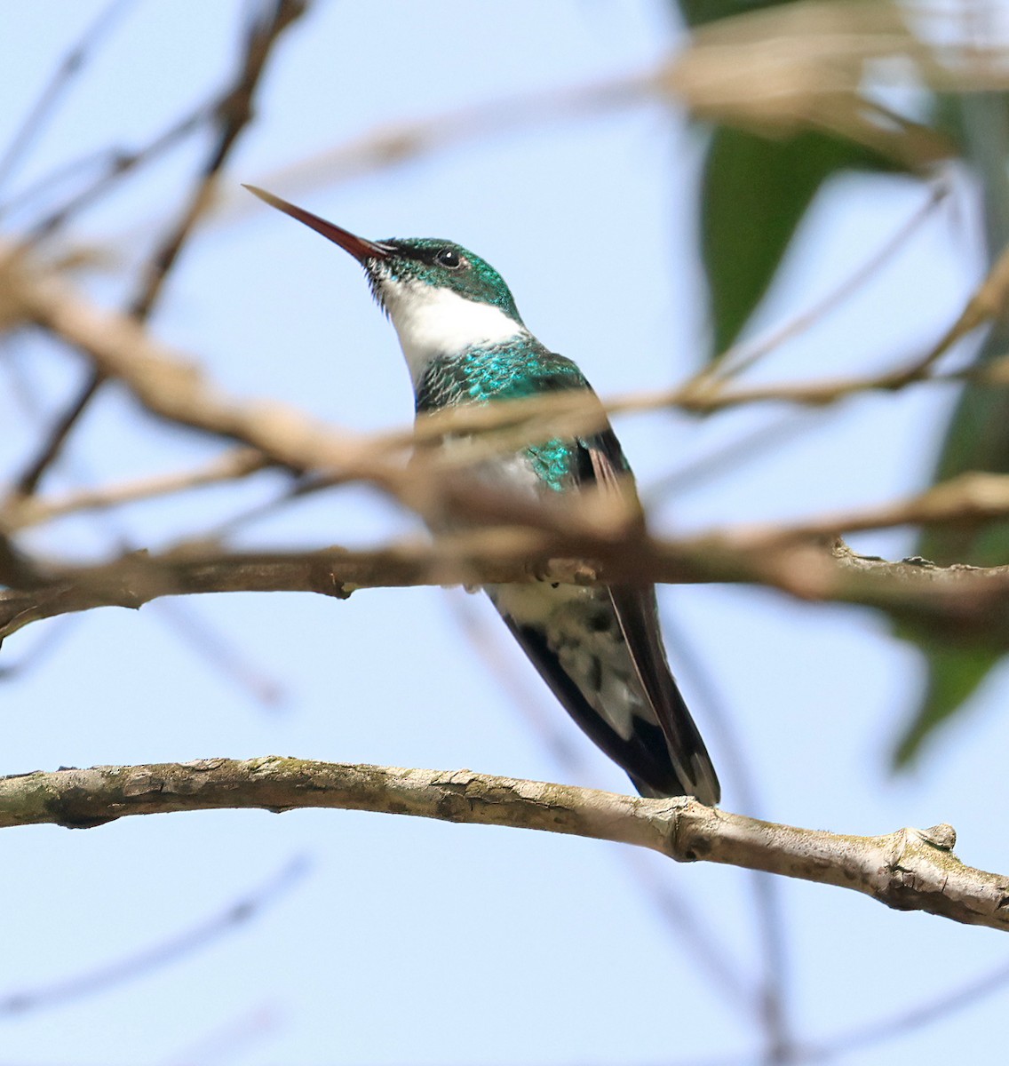 White-throated Hummingbird - ML644141552