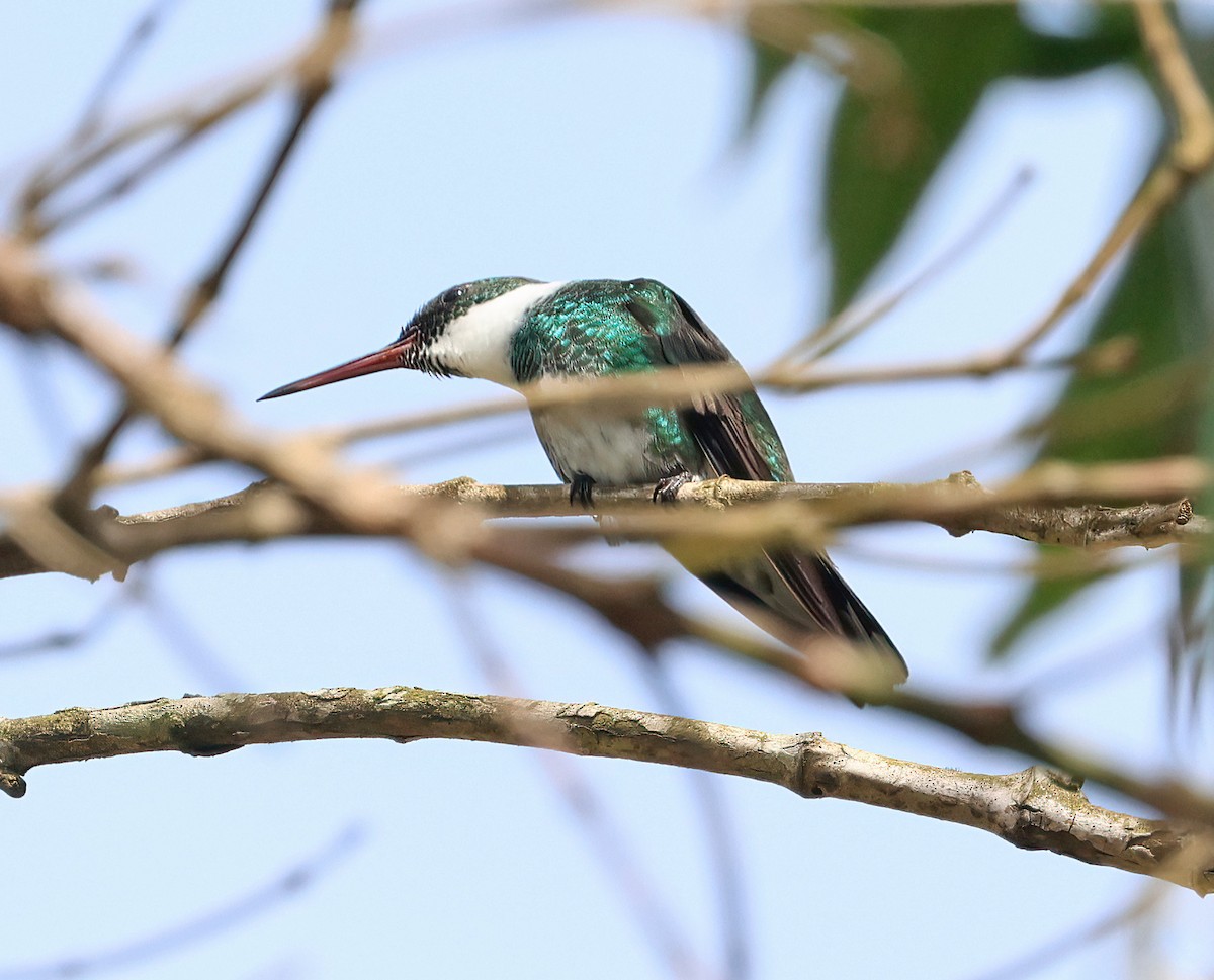 White-throated Hummingbird - ML644141553