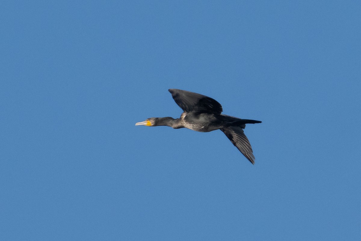 Great Cormorant - ML644141566
