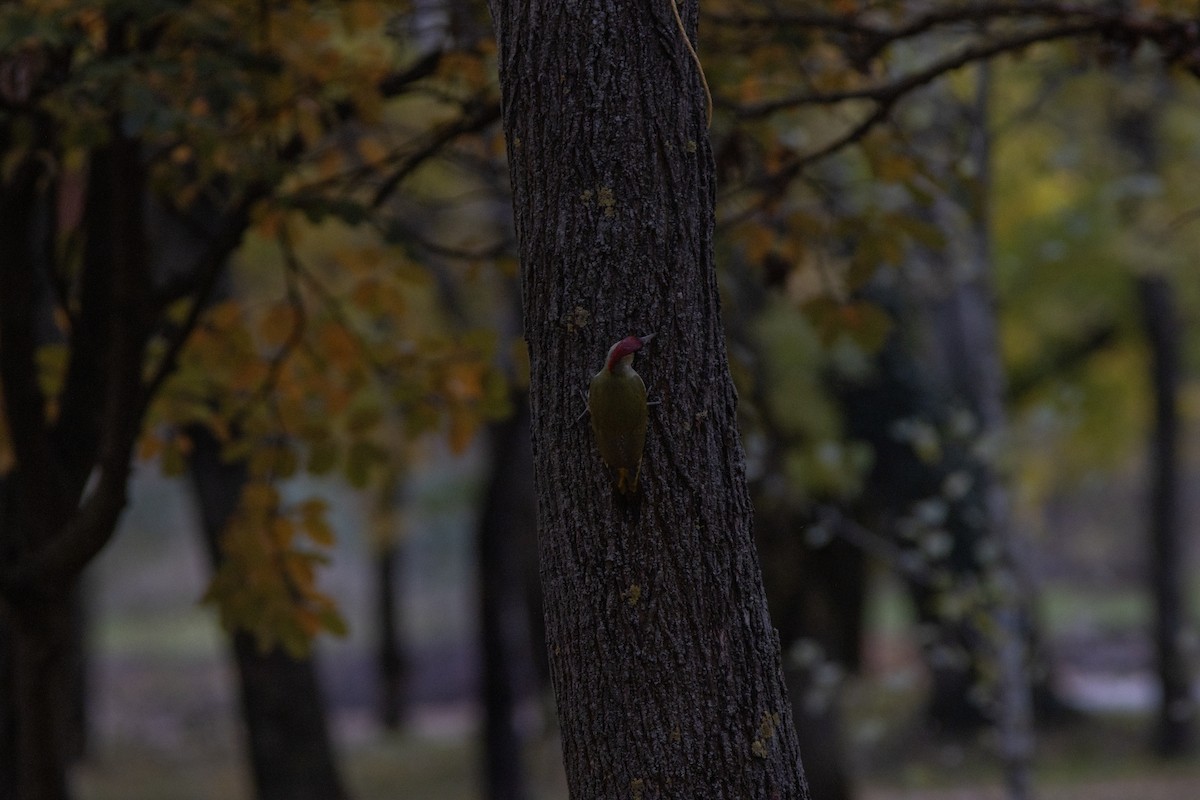 Eurasian Green Woodpecker - ML644141575