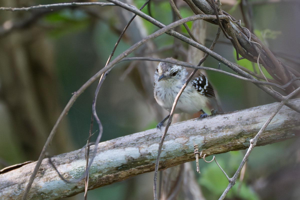Northern White-fringed Antwren - ML644141611
