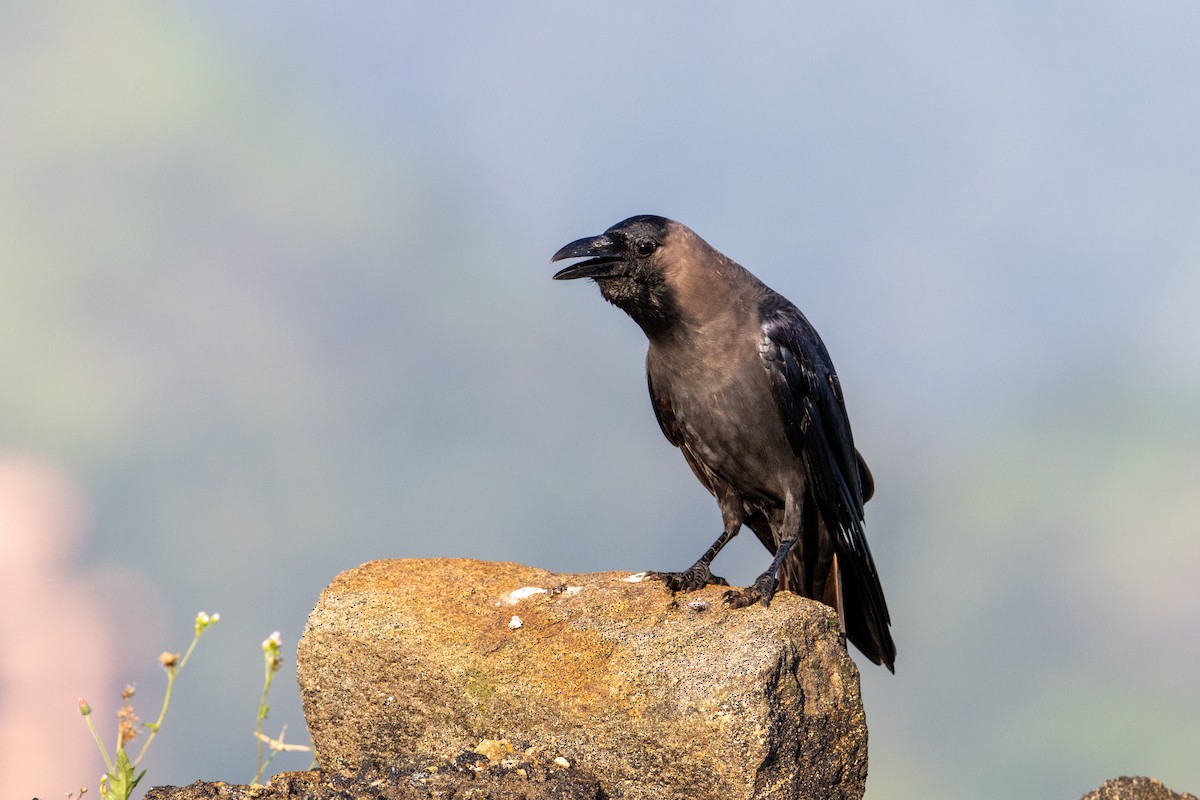 House Crow - ML644141616