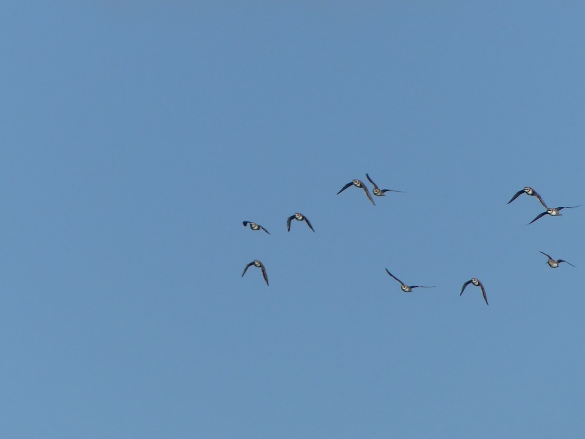 Пісочник канадський - ML644141617