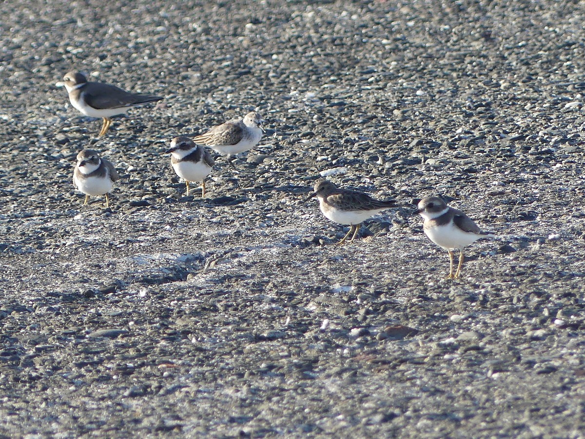 Пісочник канадський - ML644141618