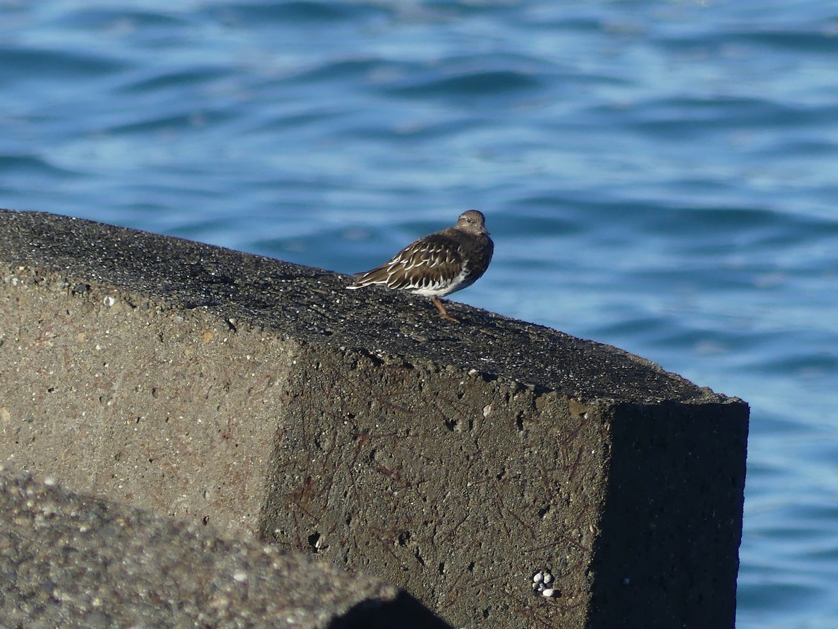 Крем'яшник чорний - ML644141624