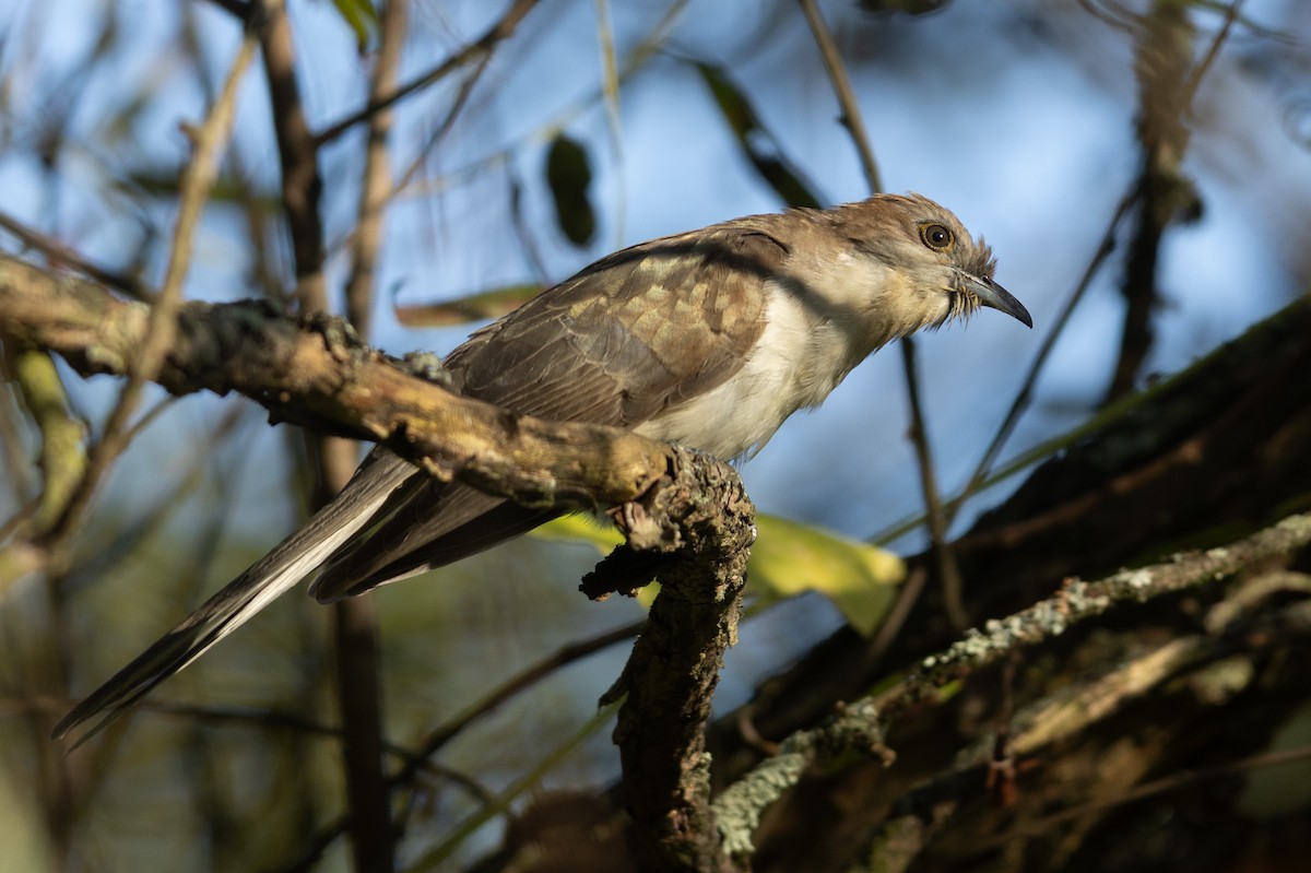 קוקיה שחורת-מקור - ML644141632