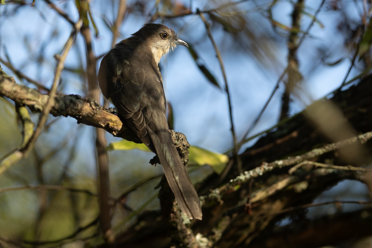 קוקיה שחורת-מקור - ML644141633