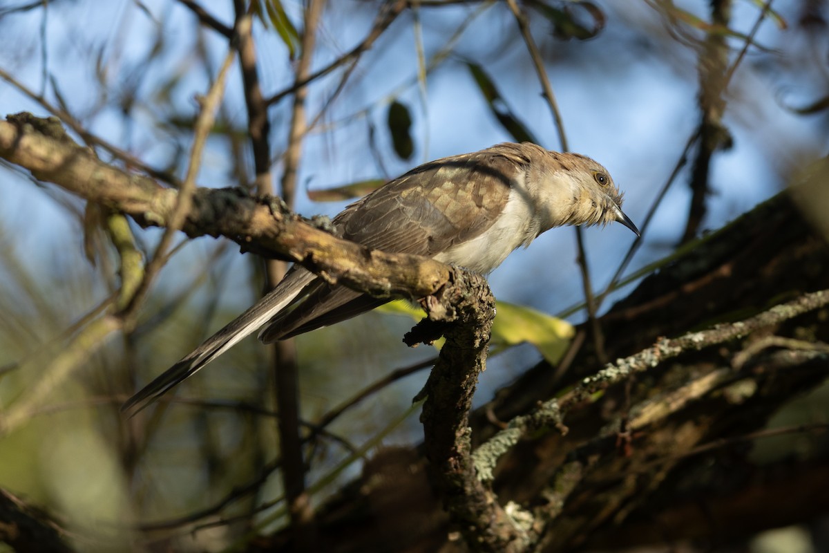 קוקיה שחורת-מקור - ML644141634