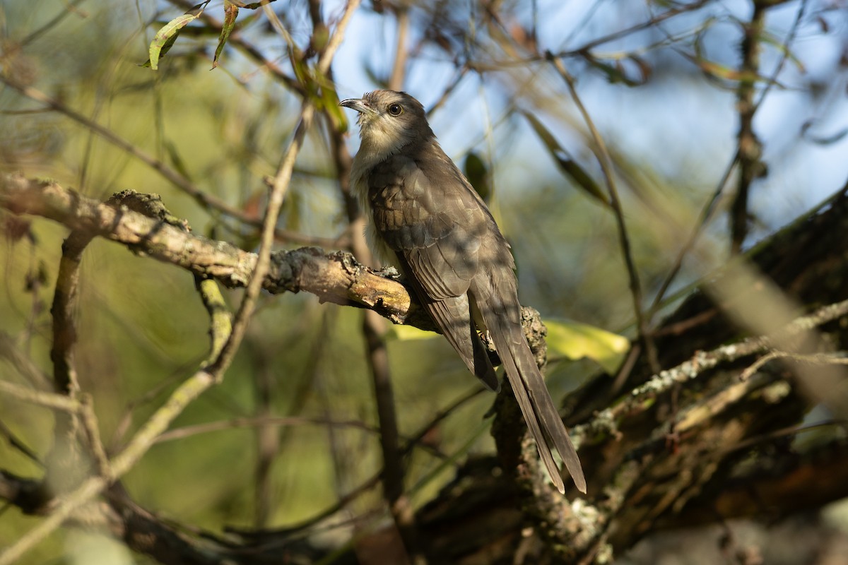 קוקיה שחורת-מקור - ML644141635
