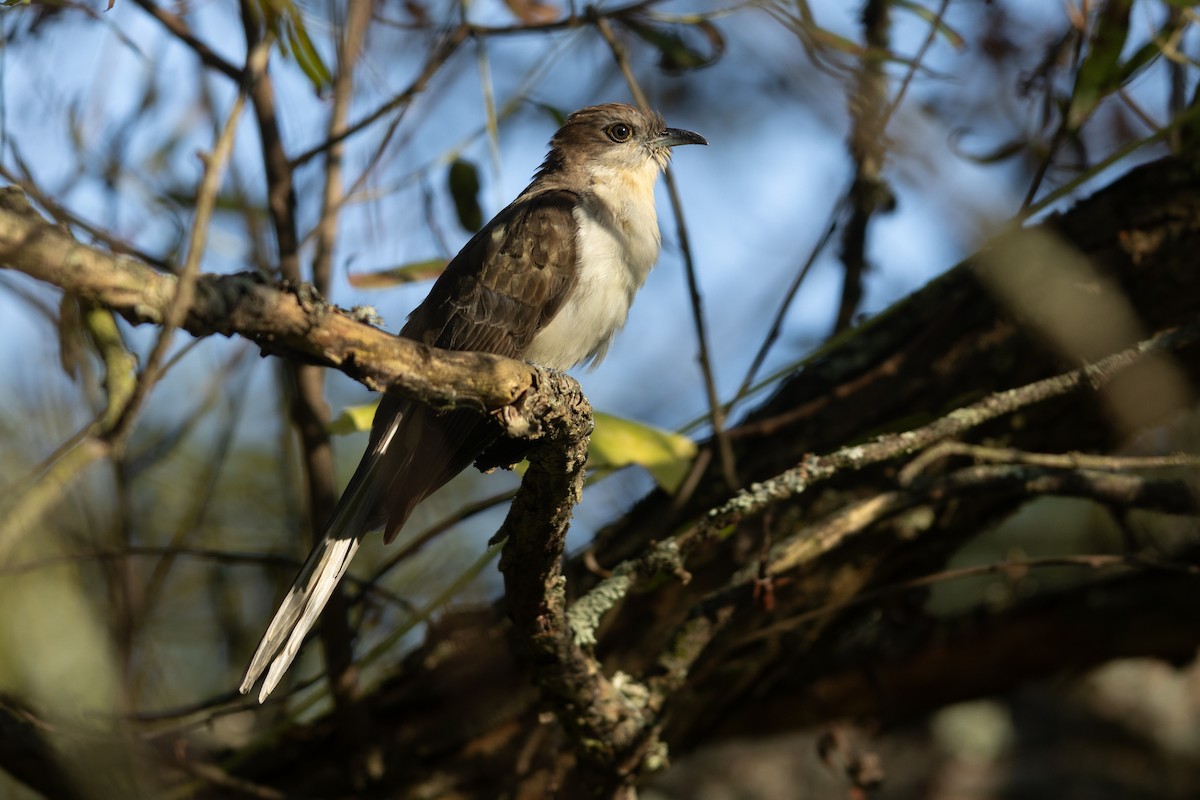 קוקיה שחורת-מקור - ML644141636