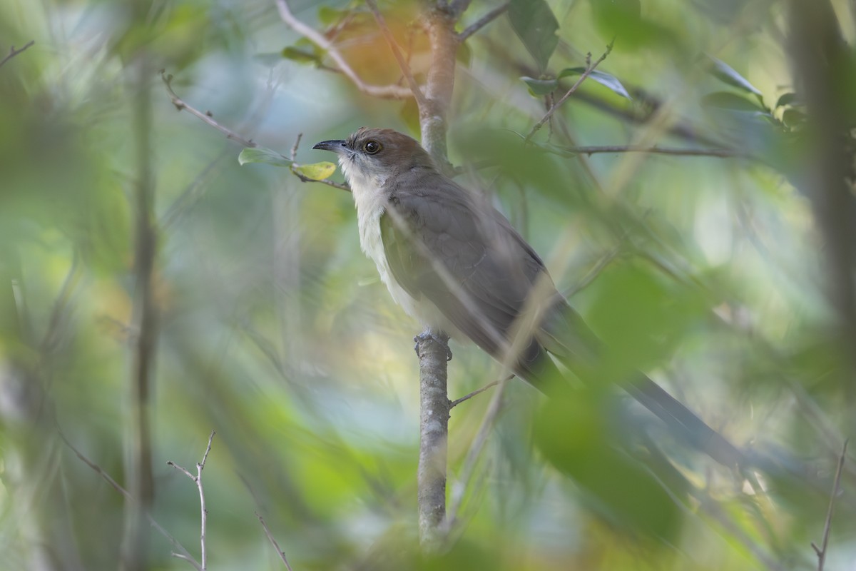 קוקיה שחורת-מקור - ML644141637