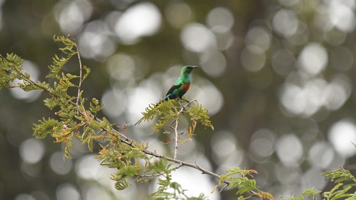 Beautiful Sunbird - ML644141638