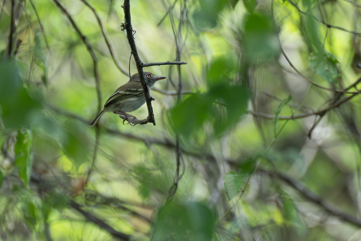 Titirijí Perlado - ML644141643