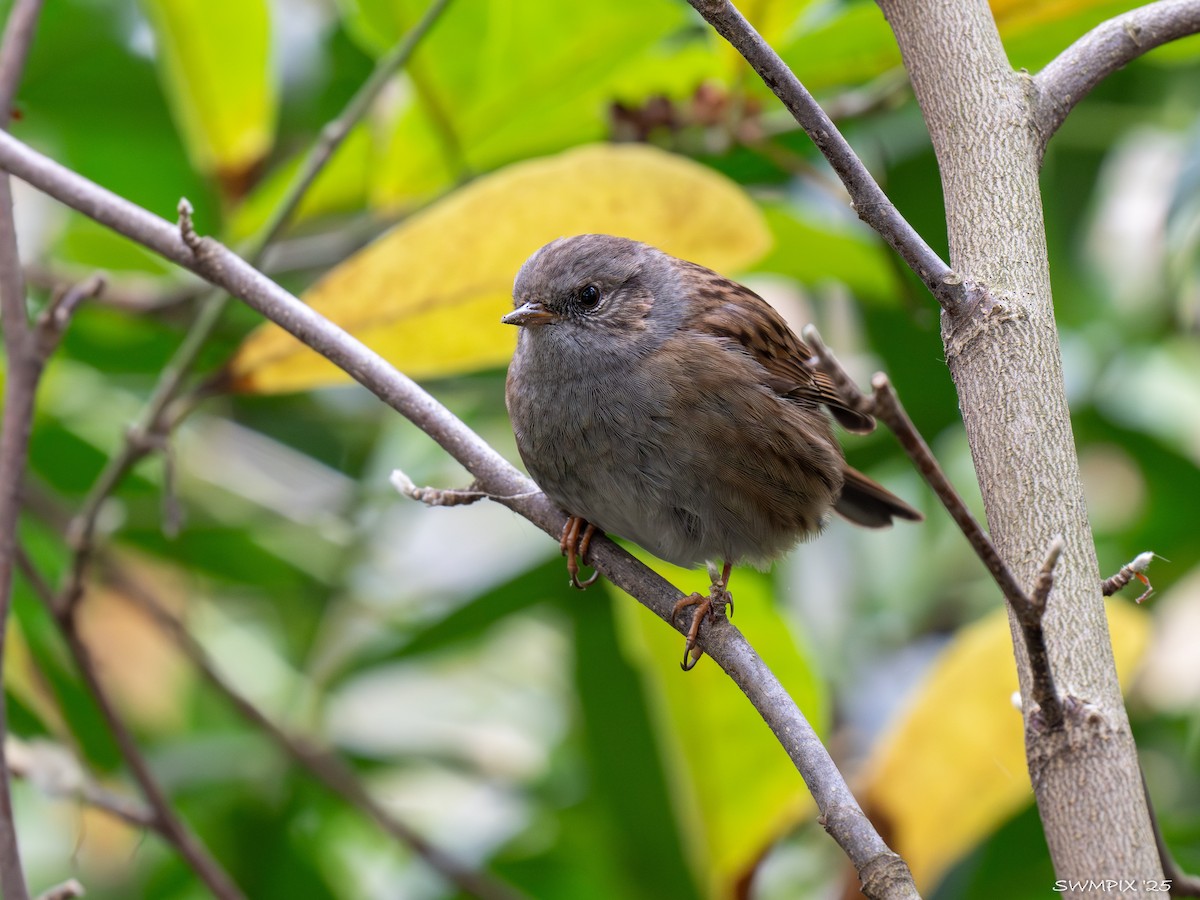 Dunnock - ML644141654