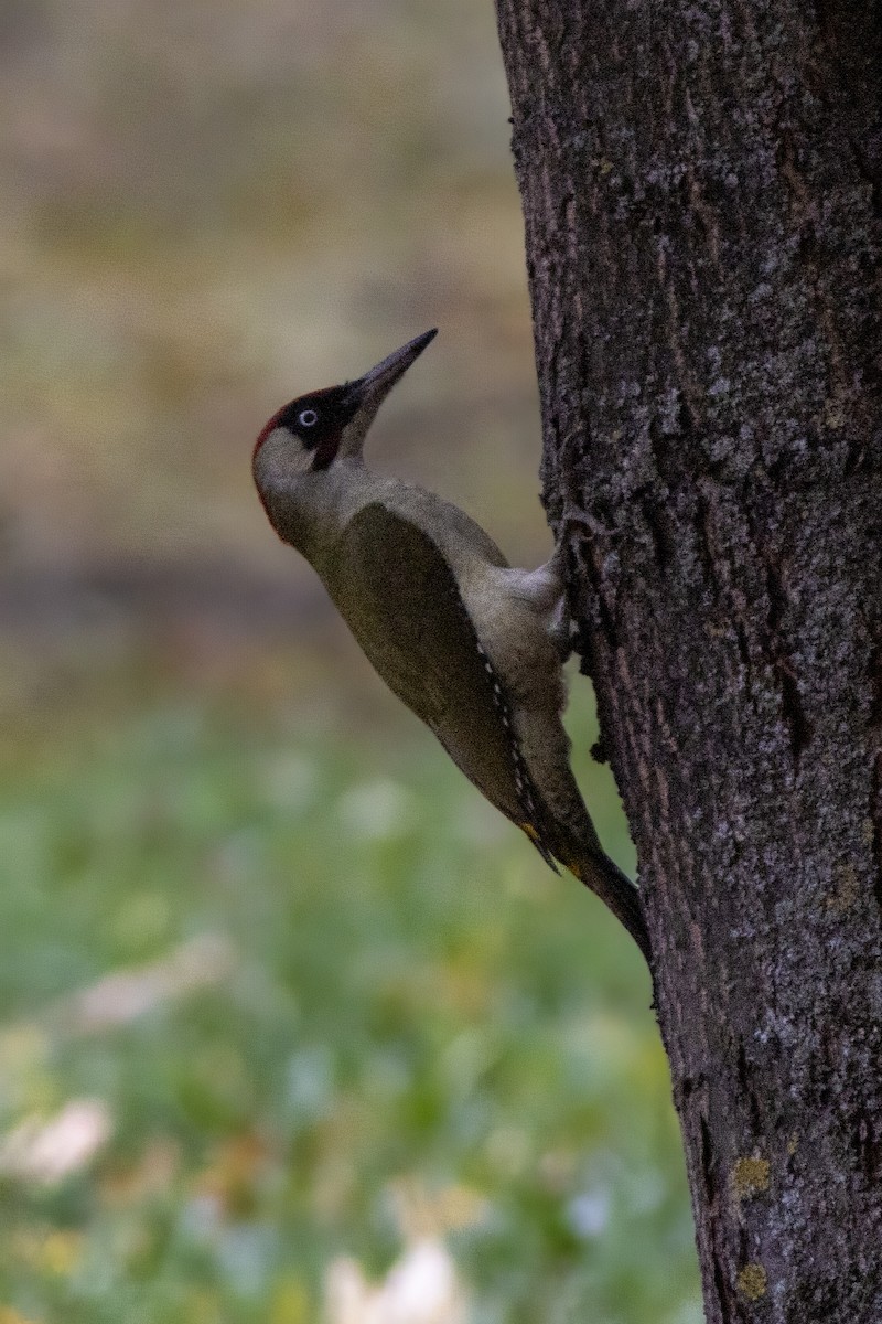 Eurasian Green Woodpecker - ML644141656