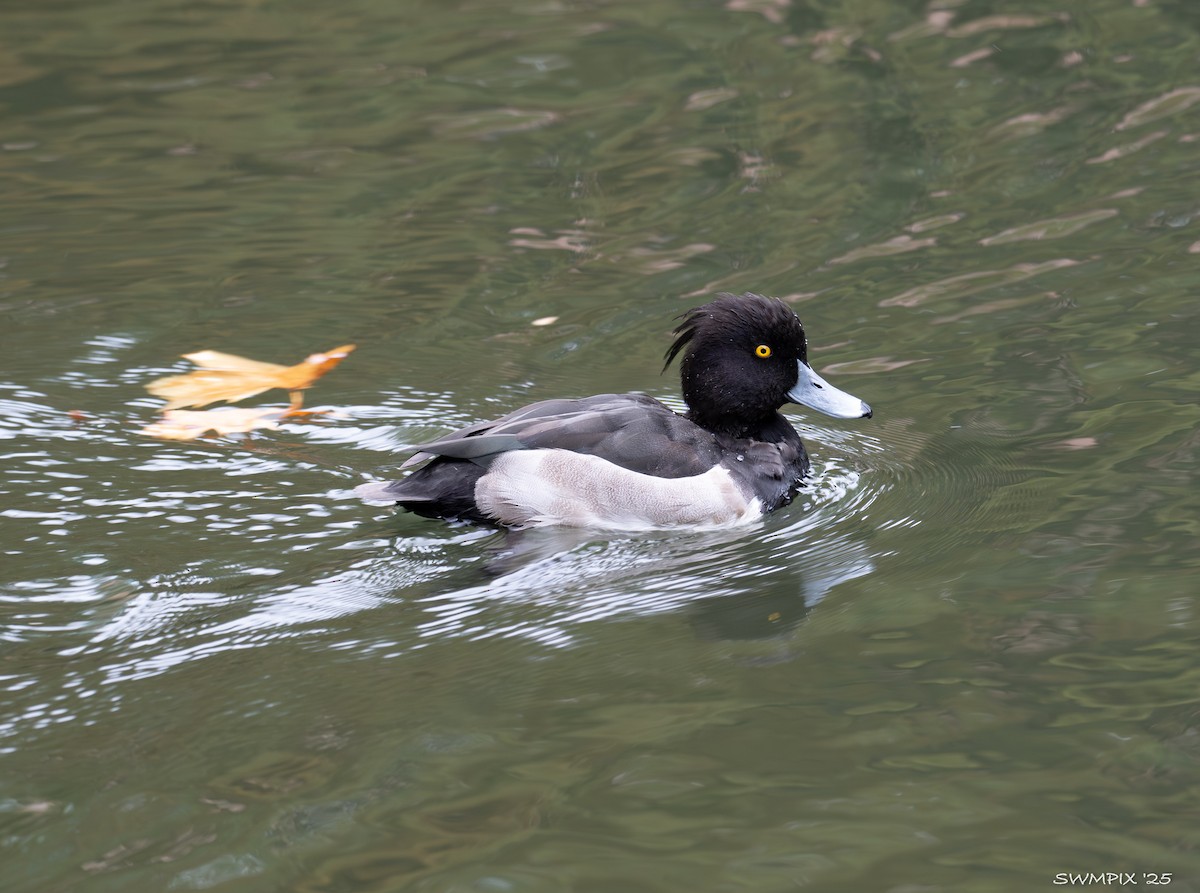 Tufted Duck - ML644141657