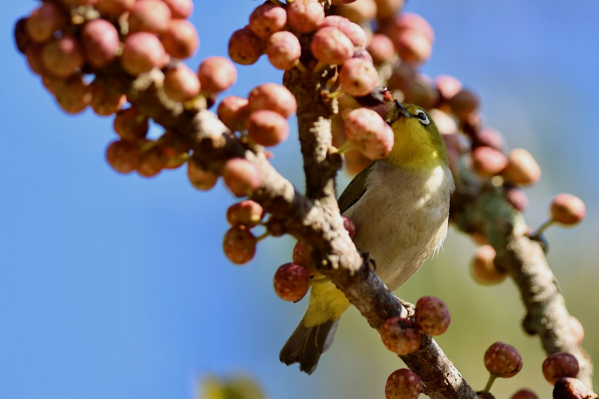 斯氏繡眼(綠繡眼) - ML644141660