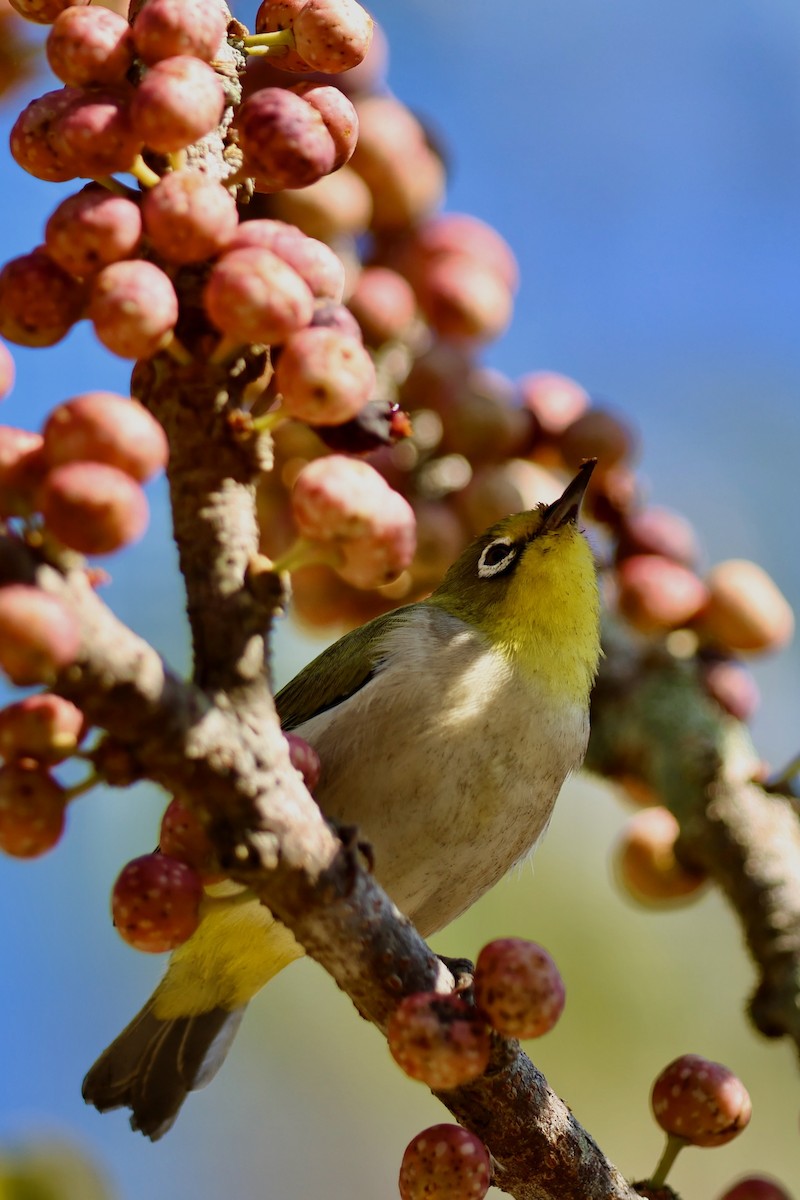 斯氏繡眼(綠繡眼) - ML644141661